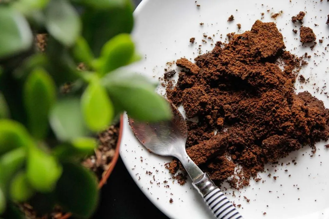Coffee Grounds: An Unexpected Pest Repellent