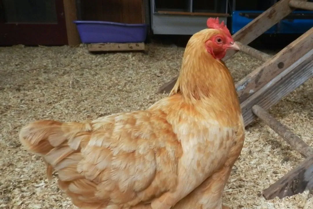 Corn Cob Bedding for chickens coop