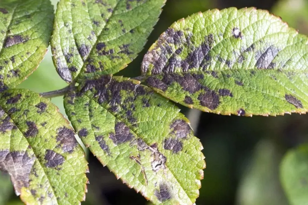 Distorted or Discolored Leaves