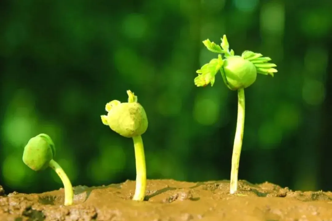 Educate Yourself About Lifecycles