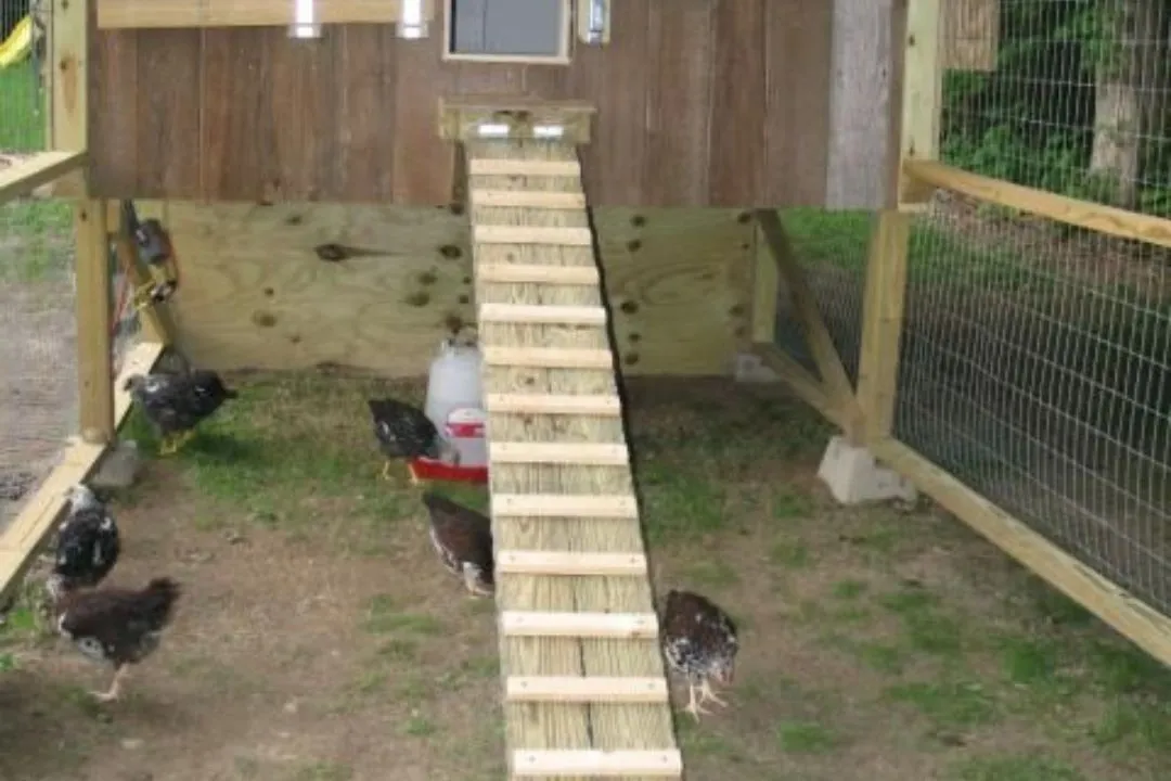 Elevated Chicken Run