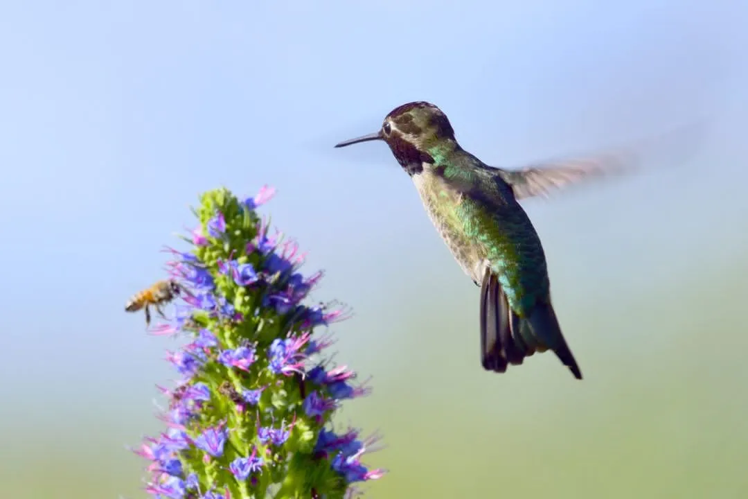 Encourage Biodiversity
