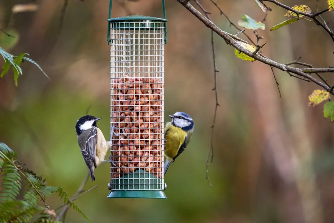 Encourage Birds to Visit
