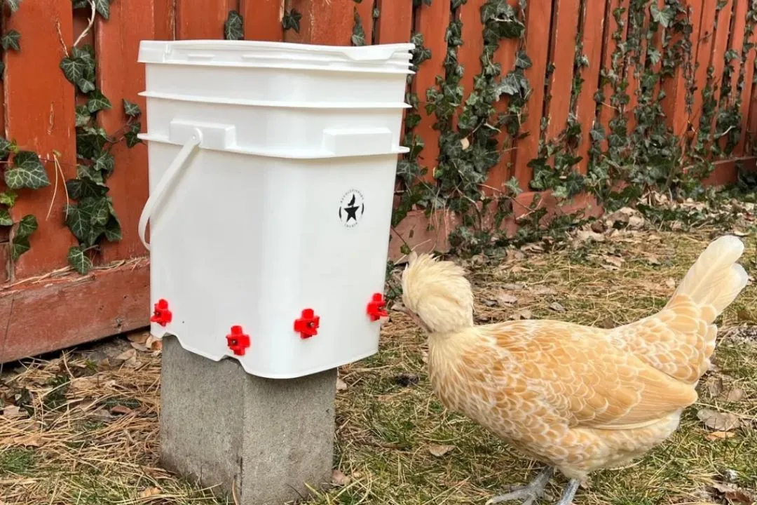 Feeder and Waterer Combo