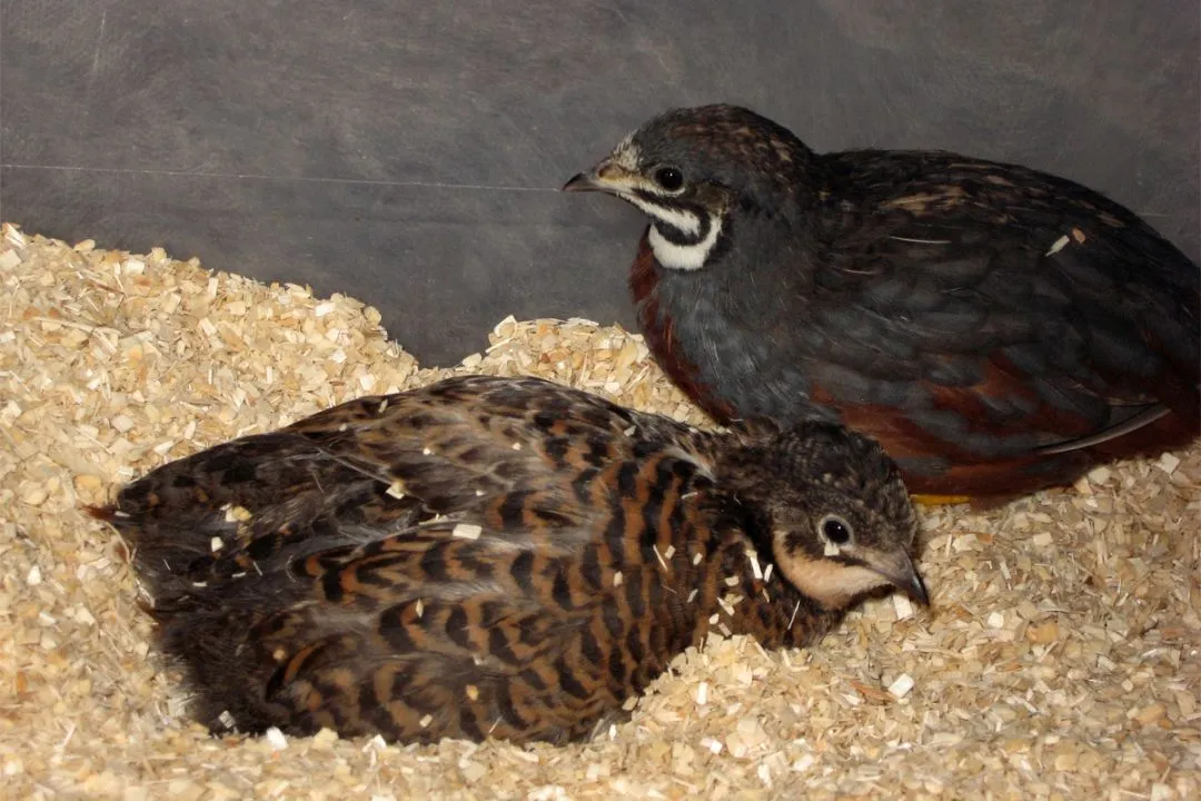 Making a Dust Bath for Quail