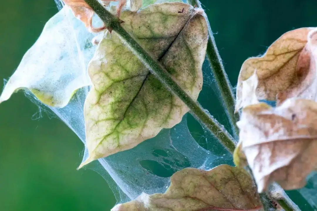 Yellow or Wilting Leaves
