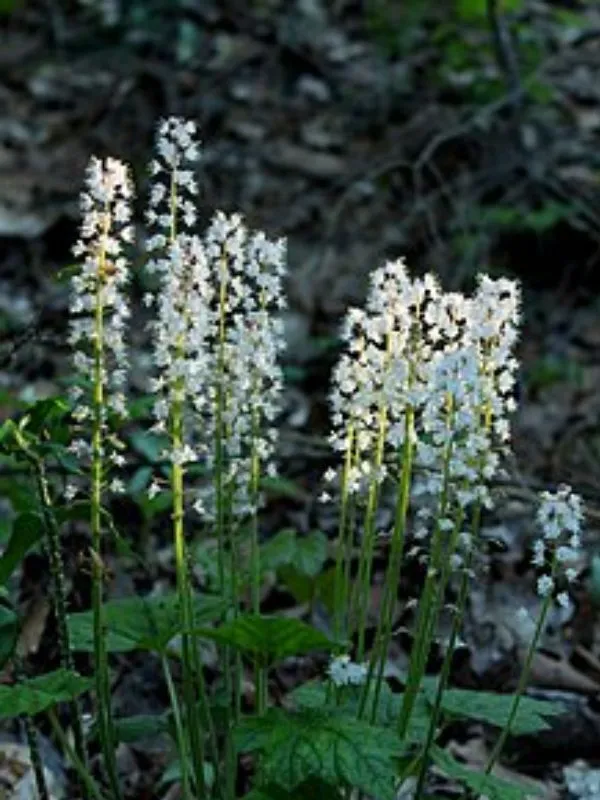 Foamflower (Tiarella) – Delicate but Durable