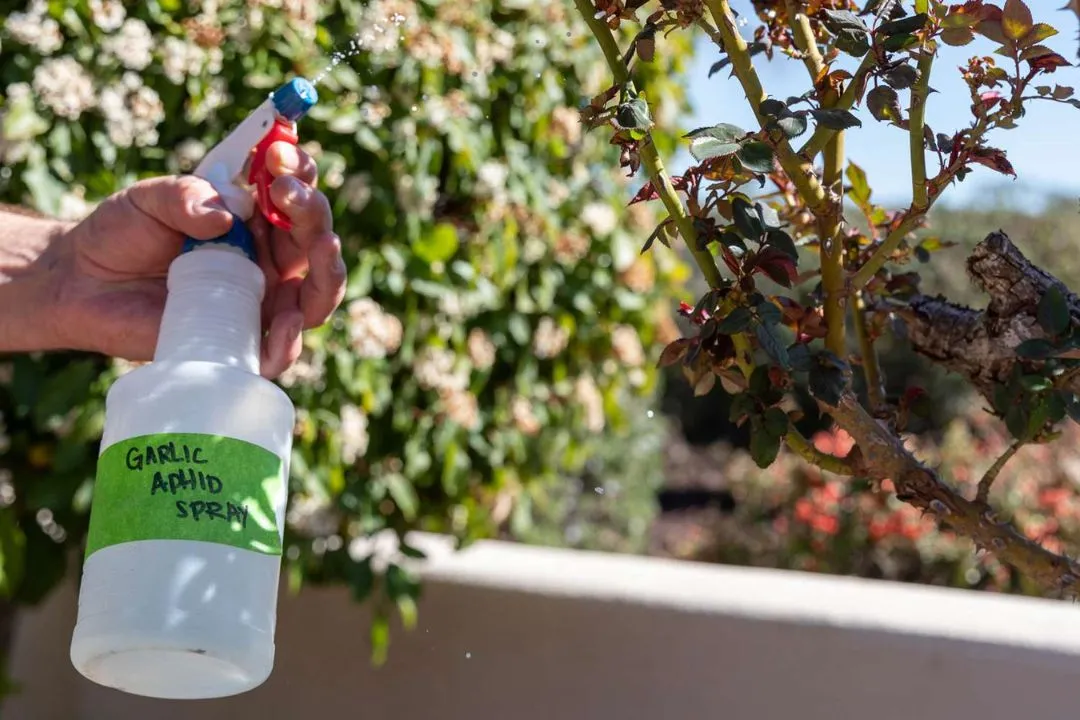 Garlic Spray: A Homemade Pest Repellent