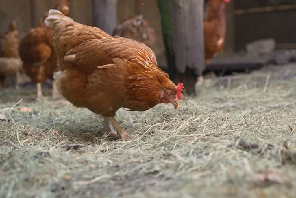 Bedding for chickens