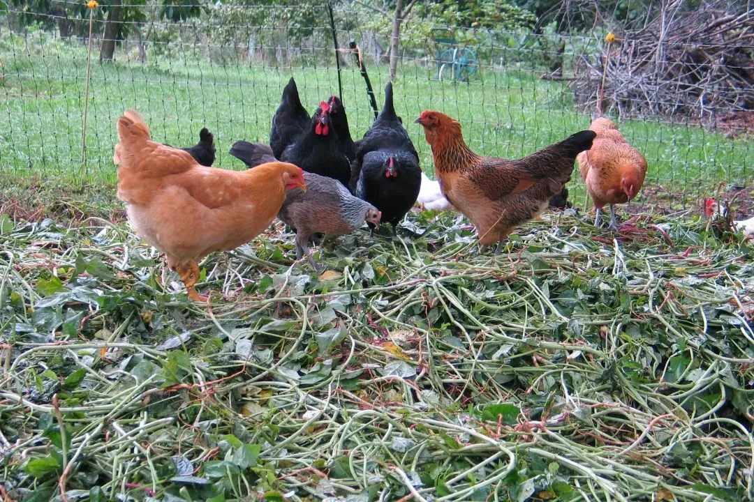 Grass Clippings for chickens coop