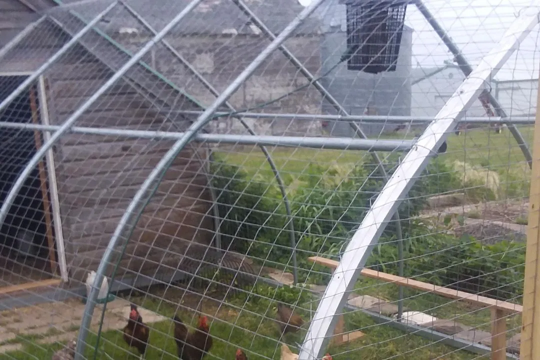 Greenhouse Chicken Run
