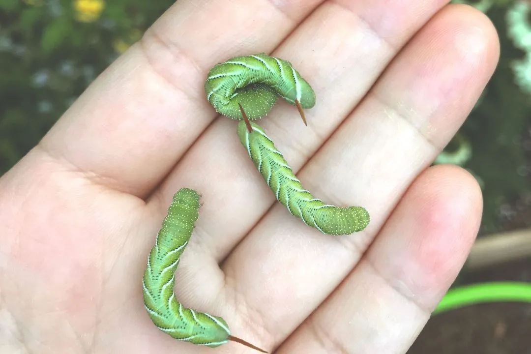 Handpicking