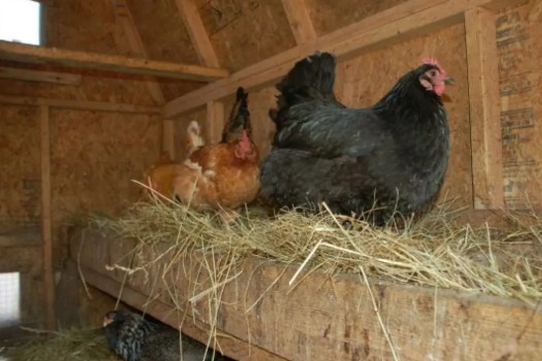 Hay Bedding for chickens coop