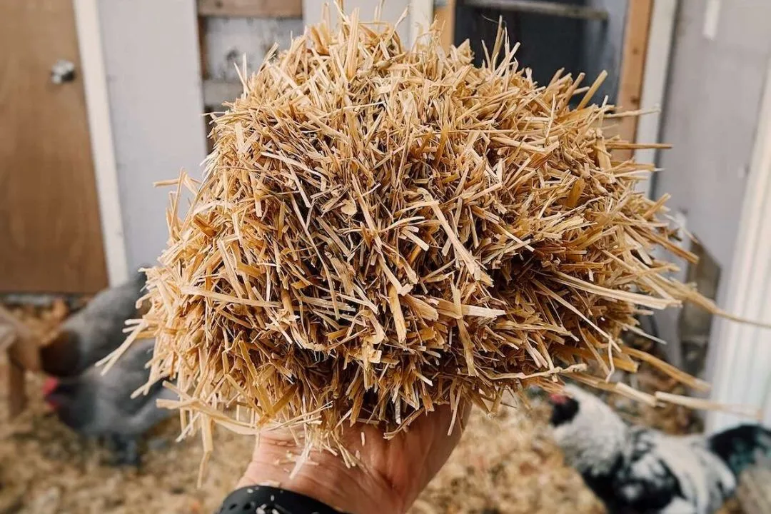 Hay Bedding for chickens