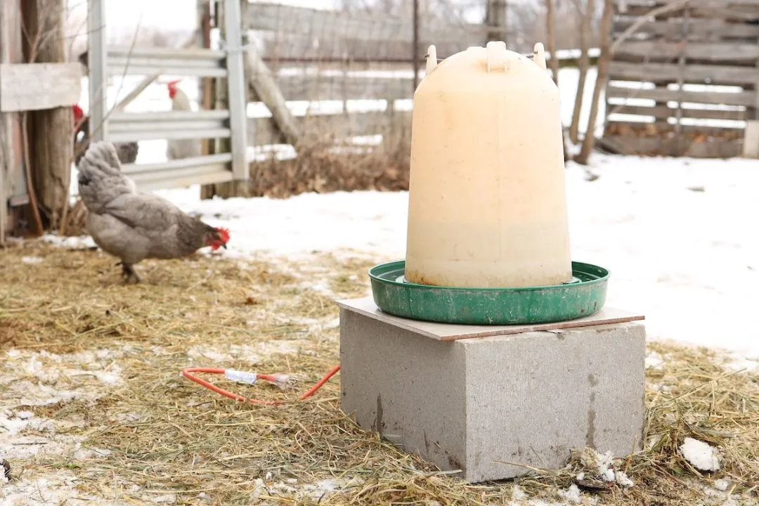 Heated Waterer for Winter