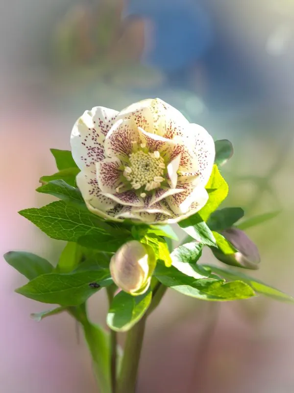Hellebores – Winter and Early Spring Beauty