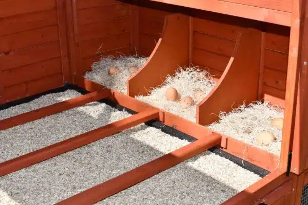 Hemp Bedding for chickens