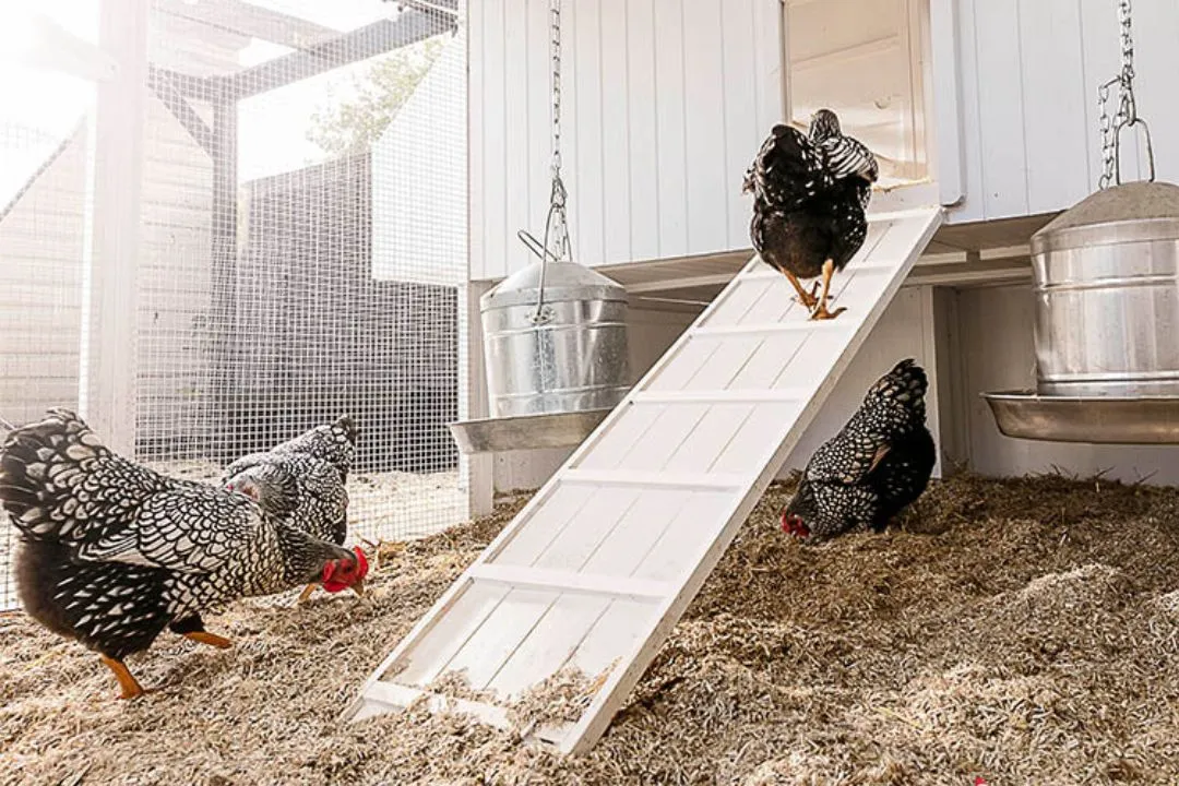 Hemp Bedding for chickens coop