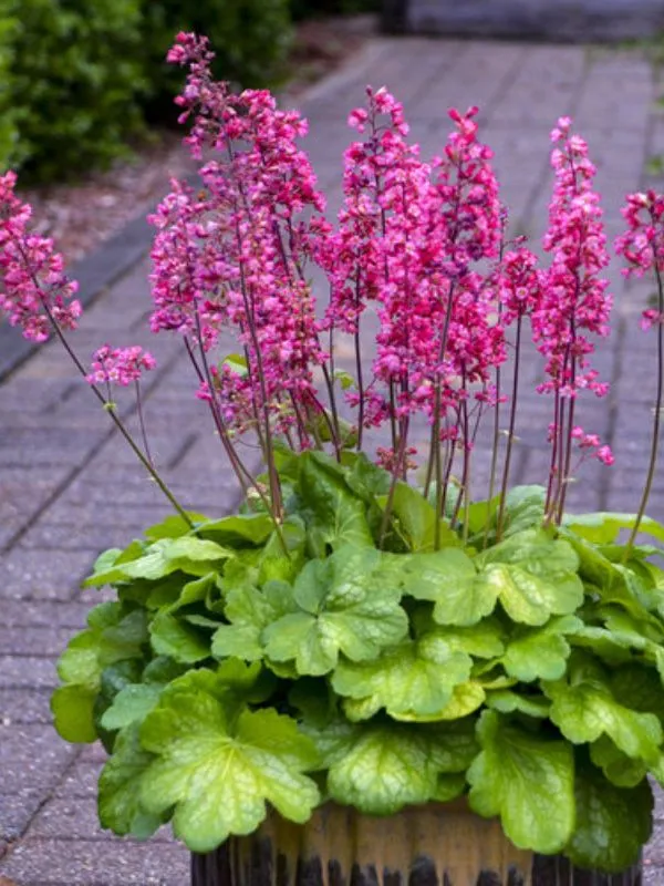 Heuchera (Coral Bells) – Foliage with Flair