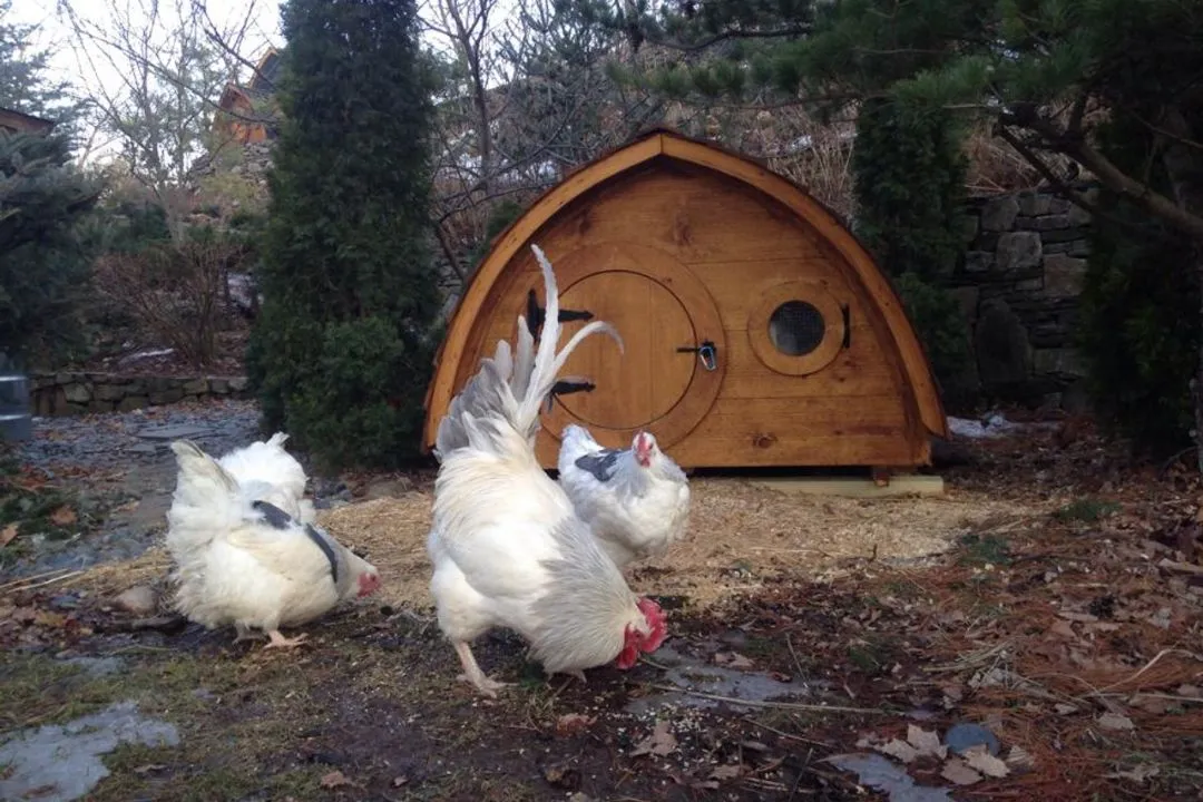 Hobbit House Coop