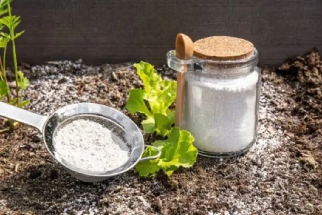 How Does Diatomaceous Earth Work as a Pest Control?