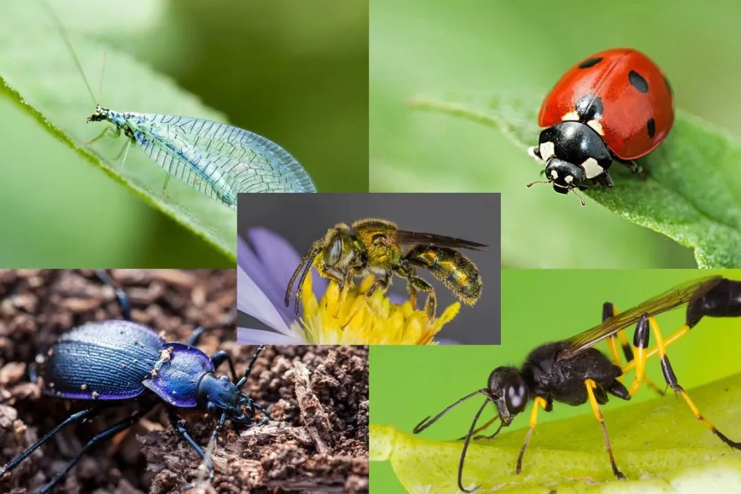 Introduce Beneficial Insects