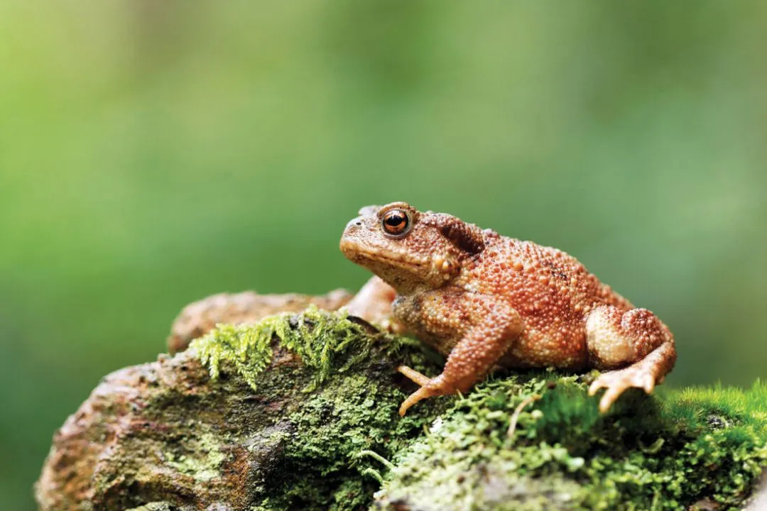 Introduce Natural Predators