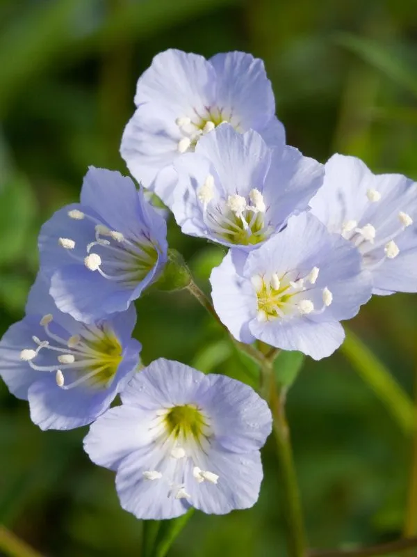 Jacob’s Ladder – A Shady Garden Staple