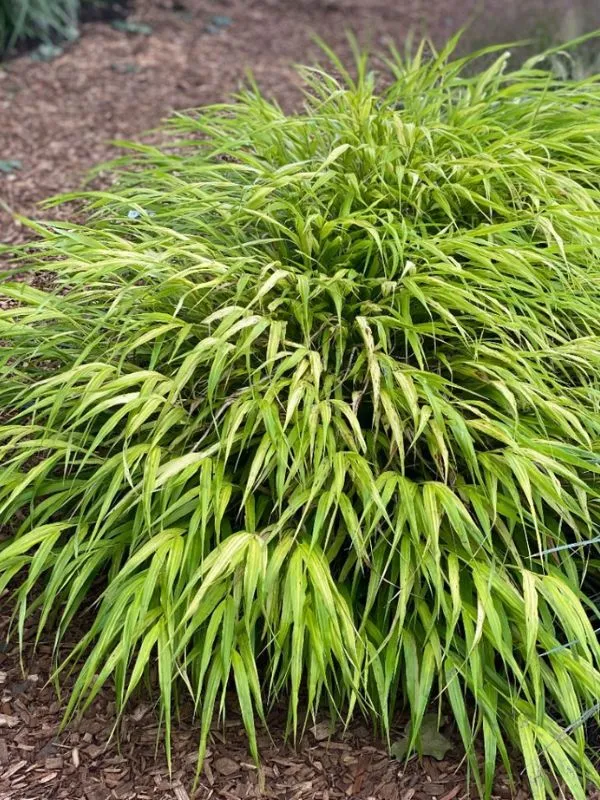 Japanese Forest Grass – For a Flowing Effect