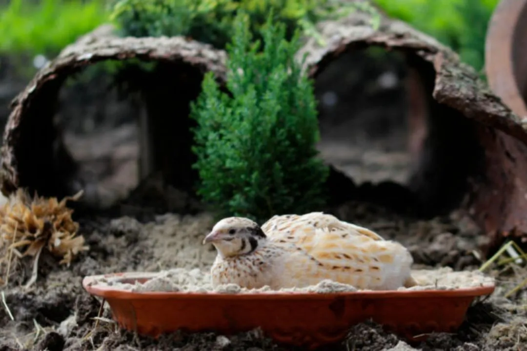 Clean Dust Bath for Quail