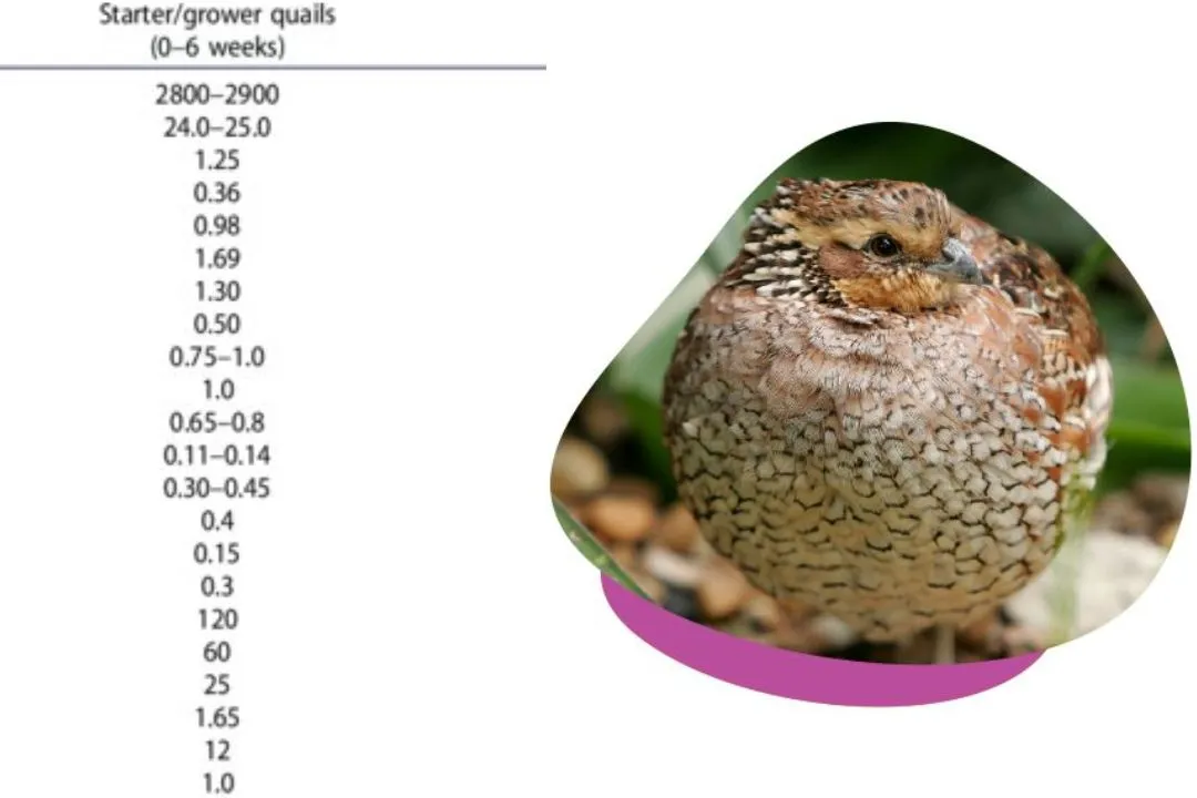 Know Your Quail’s Nutritional Needs