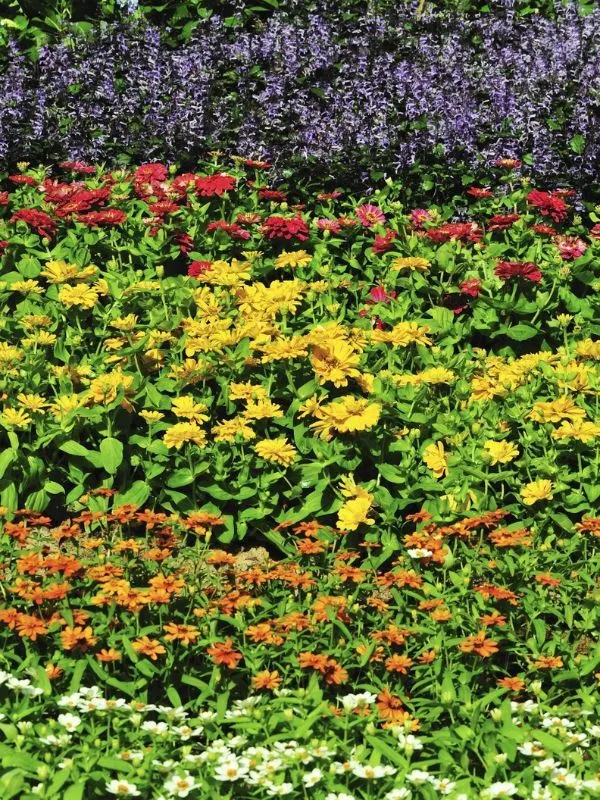 Layered Planting for Backyard