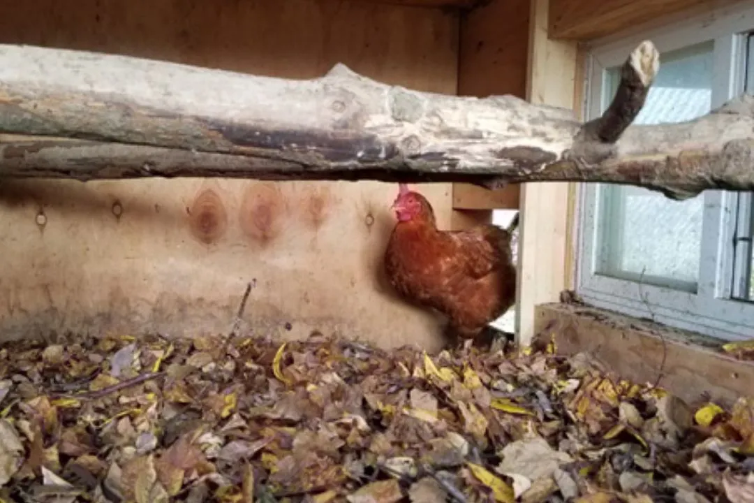 Leaves Bedding for chickens coop