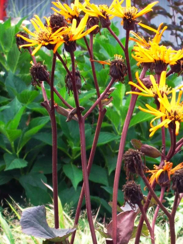 Ligularia – Bright Blooms for Shady Areas