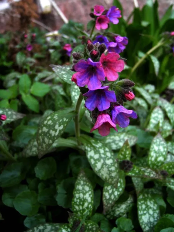 Lungwort – Spotted Leaves with Dainty Blooms