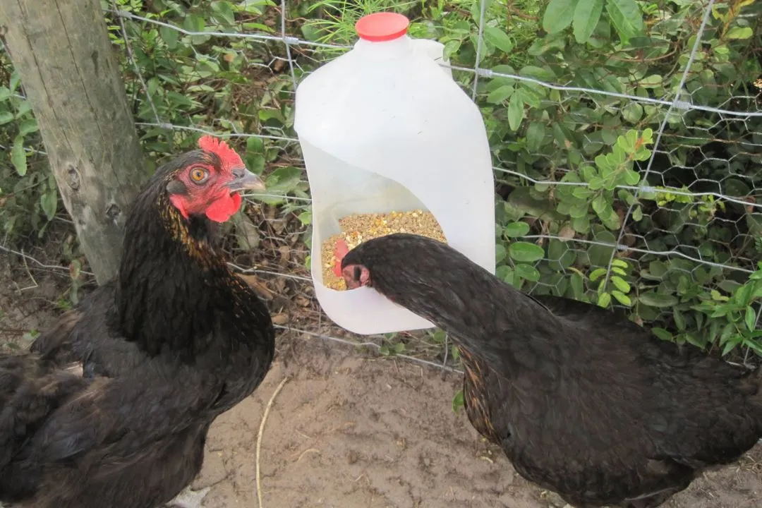 Milk Jug Waterer