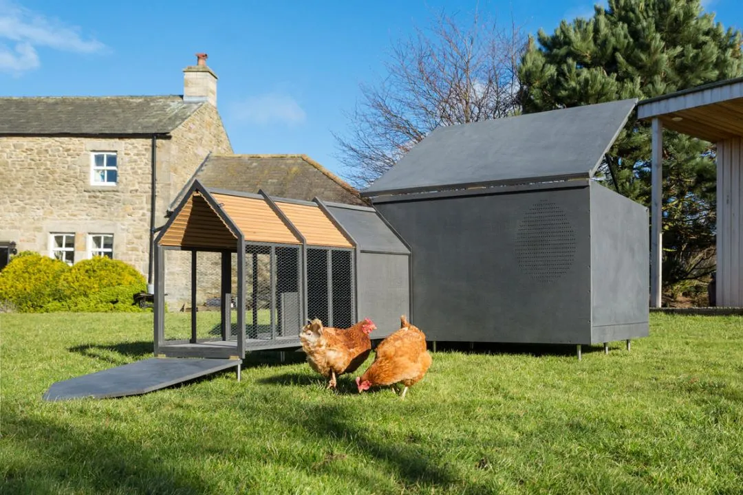 Modern Minimalist Coop