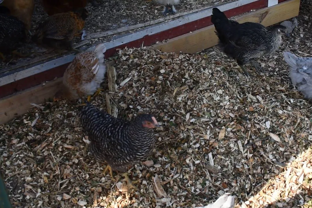 Mulch Bedding for chickens