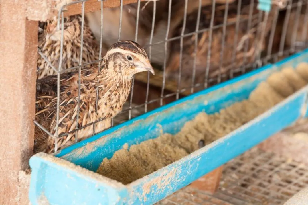 Offer the Feed to Your Quail