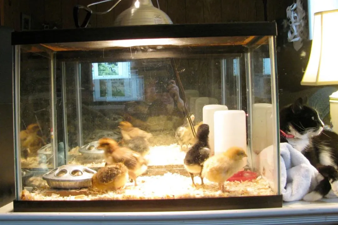 Old Fish Tank Brooder
