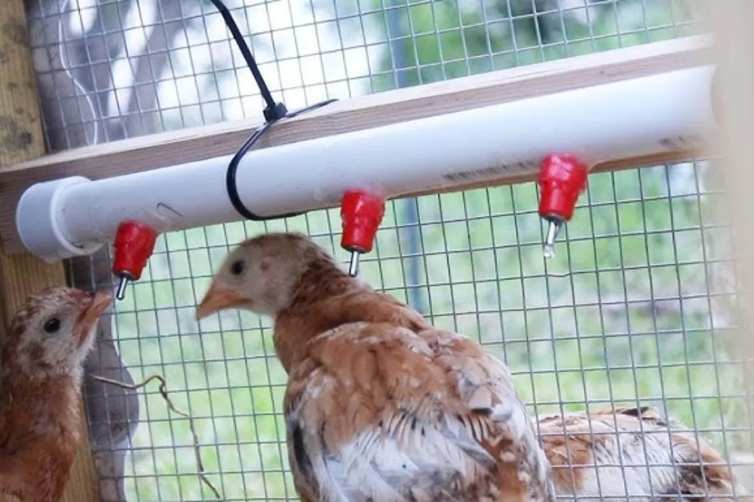 PVC Pipe Waterer