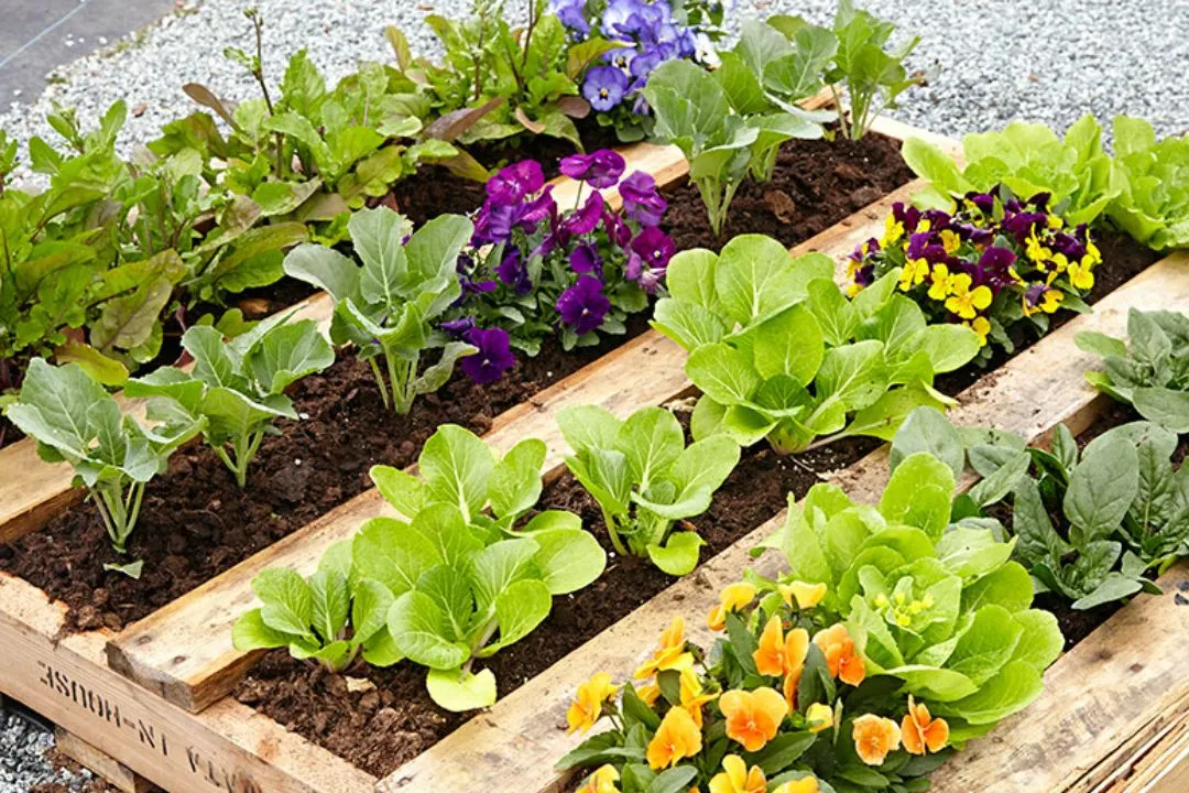 Pallet Gardens