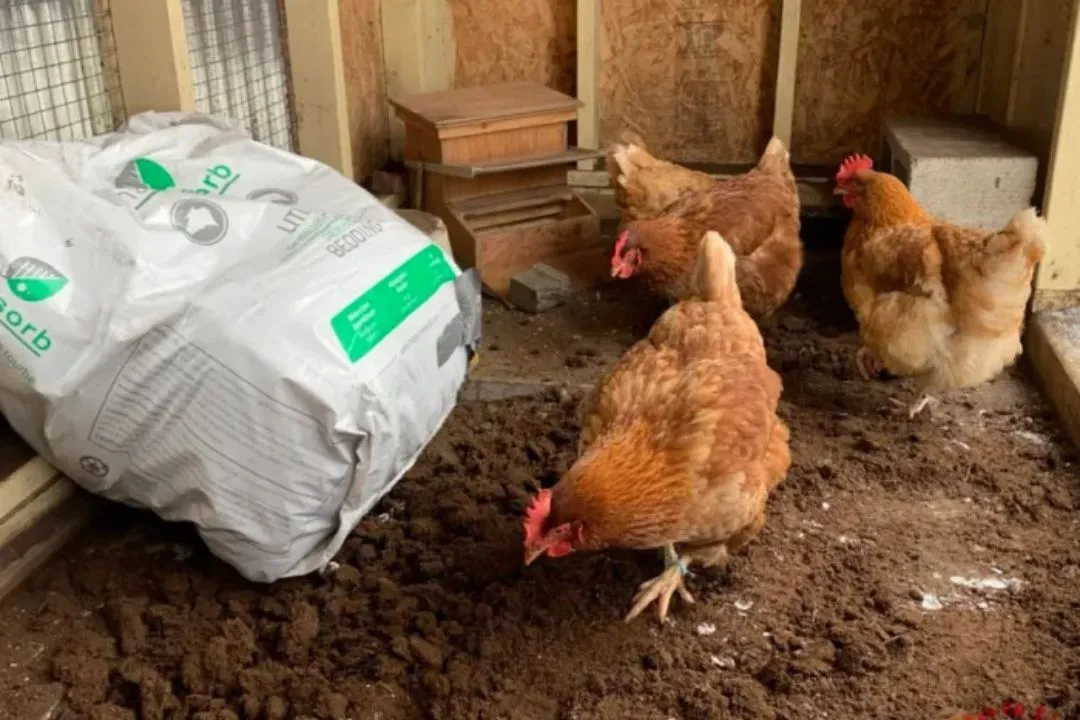 Peat Moss Bedding for chickens