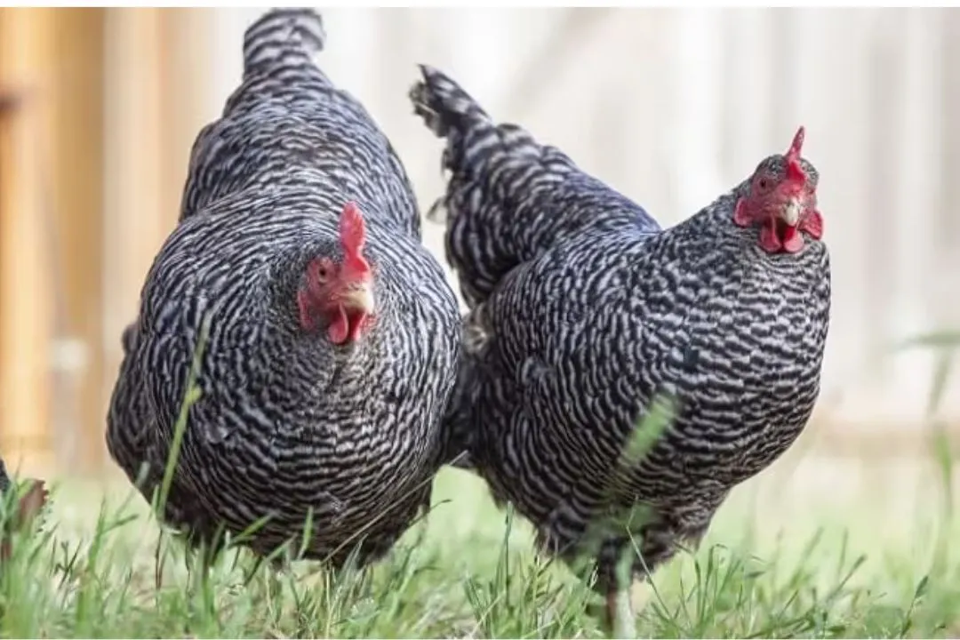 Personality of the Plymouth Rock Chicken Breed