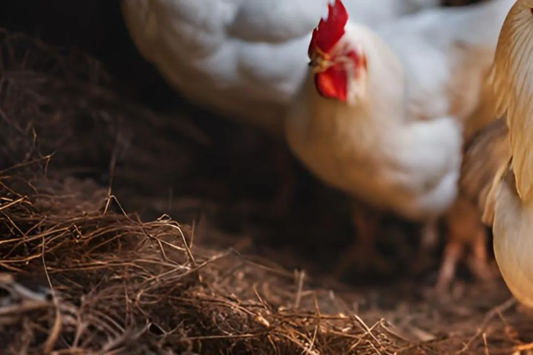 Pine Shavings Bedding for chickens