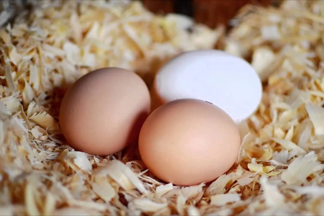 Pine Shavings for chickens coop