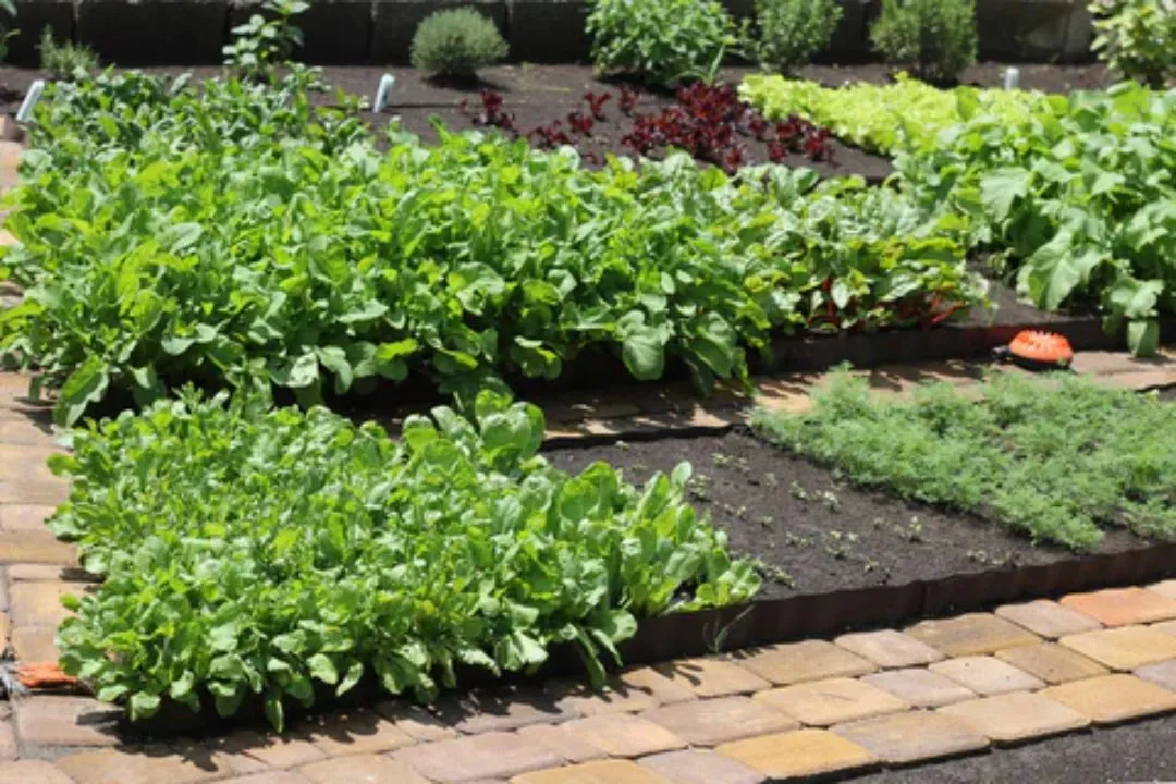 Plant Companion Crops