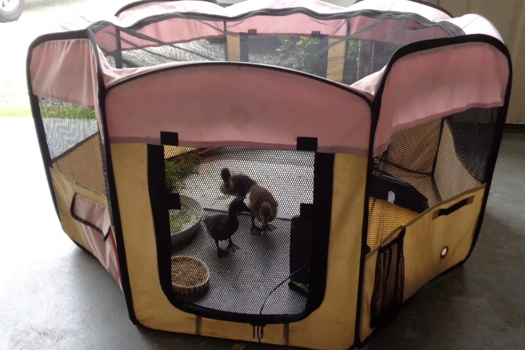 Playpen Brooder