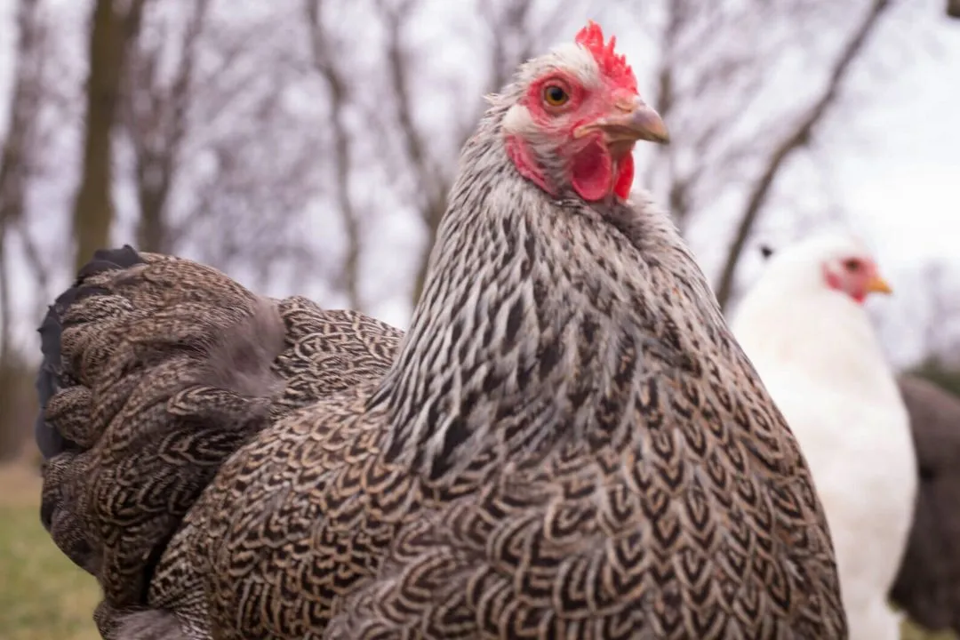 Plymouth Rock Chicken Breed Profile