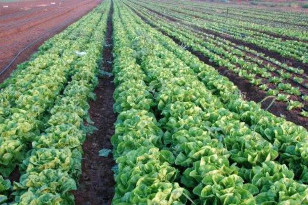 Crop Rotation